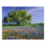 Live Oak & Texas Paintbrush, and Texas Photo