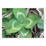 Live Real 4 Leaf Clover Photo Greeting Cards