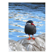 Living Coast Devon Postcards