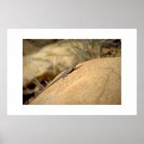 Lizard posters