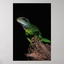 Lizzard Poster