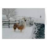 Llama "Arapaho" In Snow Greeting Card