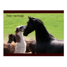 Llama kiss Postcards