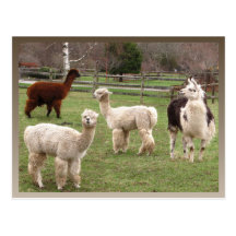Llama Melange ~ postcard