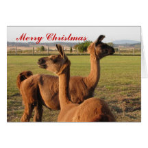 Llama Merry Christmas - funny-template change the  Cards
