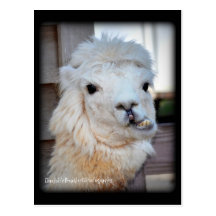 Llama Postcard