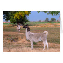 Llamas Cards