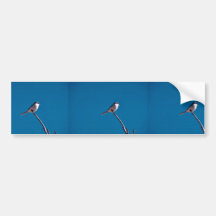 Loggerhead Shrike Bumper Sticker