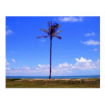 Lone Palm Postcards