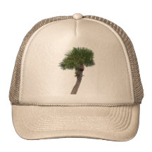 Lone Palm Tree Mesh Hat