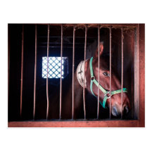 Lonely Horse Postcard
