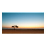 Lonely tree at sunrise in Kuwait Photo Greeting Card