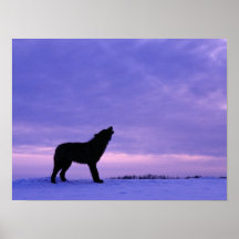 Lonely Wolf Poster