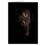 Lonesome dog greeting cards
