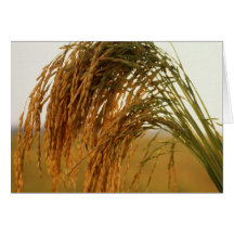 Long Grain Rice Greeting Card