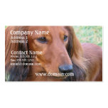 Long Hair Dachshund Business Card