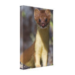 Long-tailed Weasel Stretched Canvas Print