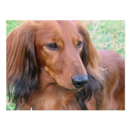 Longhaired Dachshund Postcard