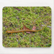 Longtail salamander on moss mousepads