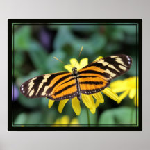 Longwing Butterfly 2 Print