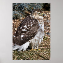 Looking For Lunch Print
