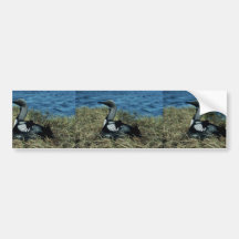 Loon on nest bumper sticker