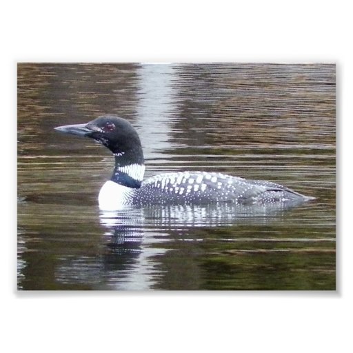 Loon Photoprint