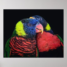 Lorikeets Posters
