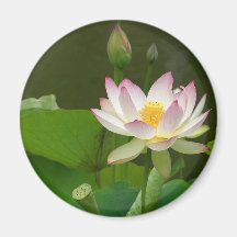 Lotus Flowers Ponds Magnet
