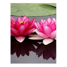 lotus postcard