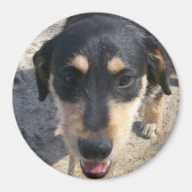 Louie the Terrier Magnet