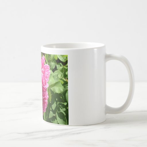 Louise Odier rose Mug