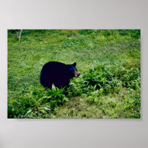Louisiana Black Bear Print