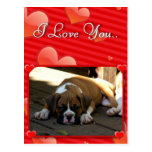 Love Boxer puppy postcard