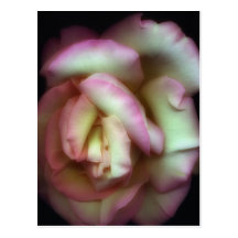 <Love is a Rose> by Nathan Griffith Post Card