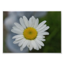 love me,love me not 7x5 Photographic Print