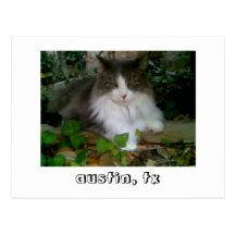 Love my Cat in Austin Postcard