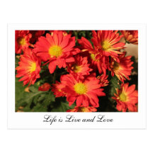 Love nature orange daisy flowers. postcard
