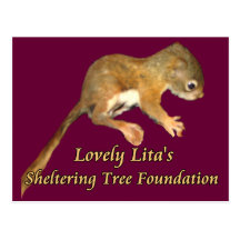 Lovely Lita's baby squirrel postcard