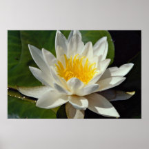 Lovely Nymphaea albida, white, hardy water lily Posters