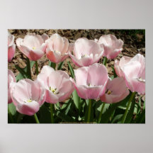 Lovely Tulips II Print