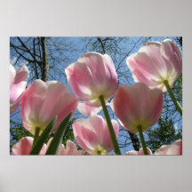 Lovely Tulips Posters