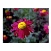 Lovely Vivid daisy Post Cards