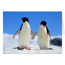 lovers penguins card