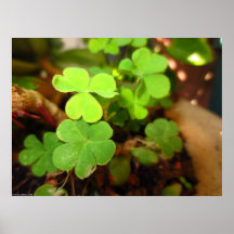 Lucky Clovers Art Poster Print