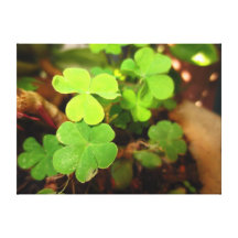 Lucky Clovers Wrapped Canvas Print