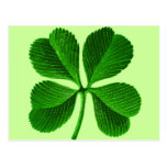 Lucky Four Leaf Clover Postcard