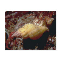 Lurid dwarf triton (Ocenebra lurida) Shell Postcard