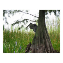 Lurking behind Trees in Central Florida Postcard
