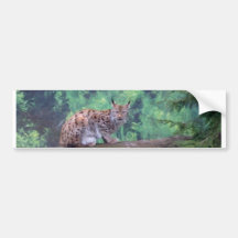 Lynx Bumper Sticker